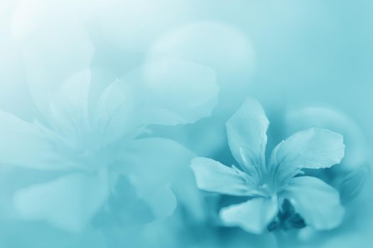 Pastel blue green beautiful spring flower bloom branch background with free copy space for greeting card or environment cover page, template, web banner and header.