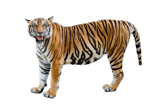 tiger White background Isolate full body