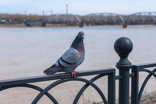 A lone city pigeon stands on the railing of the embankment during the autumn coolness