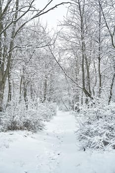 Snow covered winter forest scenery. Winter fairytale.