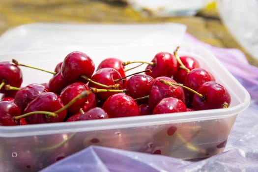 Container full of ripe, red, fresh cherries, freshly washed.