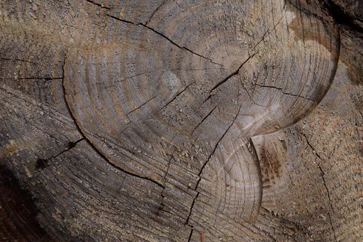 A round piece of a wooden stump. Texture of old wood with cracks and bark