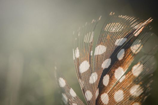 Bird feather on blurred background.