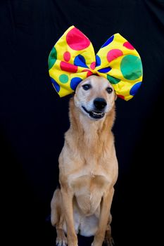 portrait of dog with a big bow tie with colorful polka dots on the head, on black background