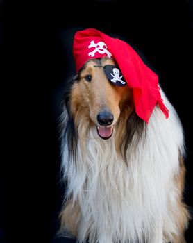 portrait of a golden collie dog in pirate costume isolated on black background