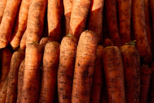 Only harvested carrots on the market. Fresh carrots just out of the field