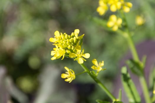 rapeseed plantation flowered in spring in the garden