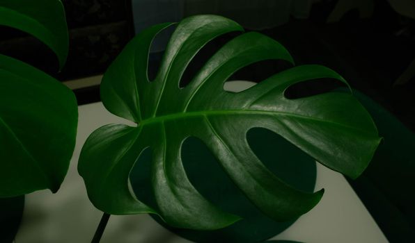 Green monstera leaf on a dark table background.