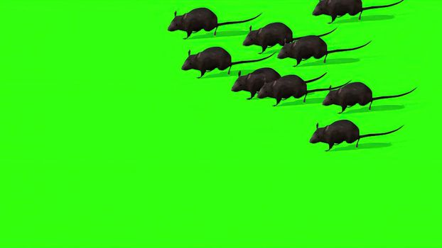 3d illustration - Cute Gray Rat On Green Screen
