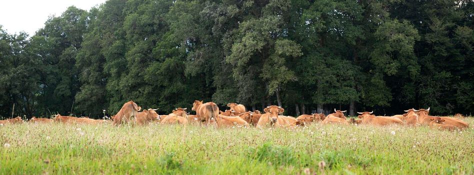 brown limousin cows lie close together in high grass of summer meadow with forest of countryside near limoges in france