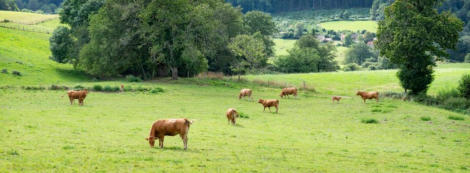 brown limousin cows graze in fresh green grass of summer meadow with forest in countryside near limoges in france