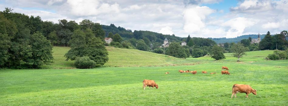 brown limousin cows graze in green grassy summer meadow not far from french city of limoges in france under cloudy sky
