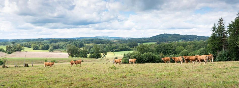 brown limousin cows stand in fresh green grass of summer meadow with forest in countryside near limoges in france