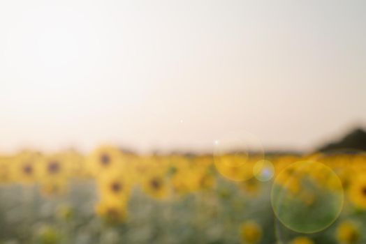 Nature background. Sunflower field in sunset, copy space