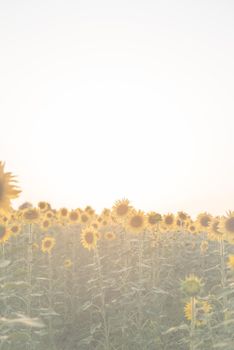 Nature background. Sunflower field in sunset, copy space