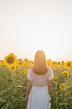 Freedom concept. Autumn nature. Rear view of a woman in white dress walking between sunflowers on a field in sunset