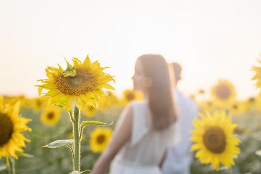 Autumn nature. Young romantic couple walking in sunflower field in sunset, blurred background