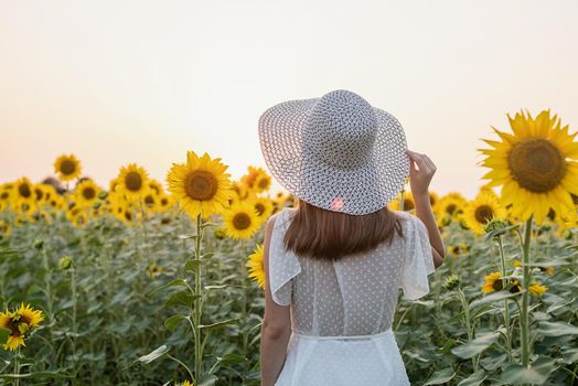 Freedom concept. Autumn nature. Rear view of a woman in white dress walking between sunflowers on a field in sunset
