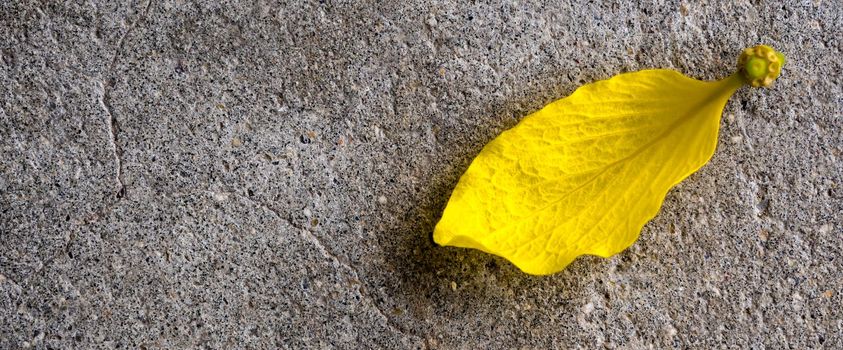 Yellow Petal of Golden shower (Ratchaphruek) flower on the concrete floor