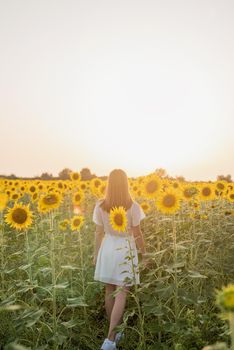 Freedom concept. Autumn nature. Rear view of a woman in white dress walking between sunflowers on a field in sunset