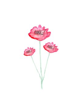 Watercolor hand painted illustration of poppy flowers