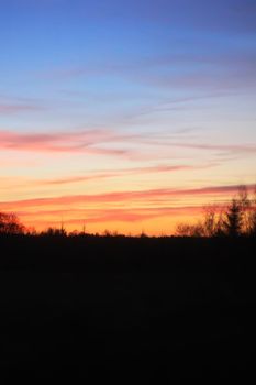 Silhouettes of branches of a tree on spring sunset background.