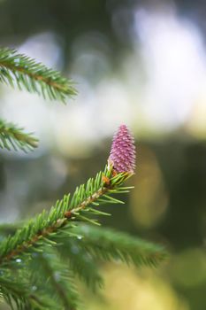 Fir tree in spring forest with the young soft cones in April. Seasonal nature details.