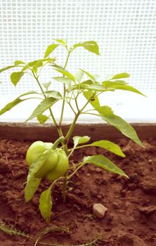 Vegetables growing in the greenhouse.