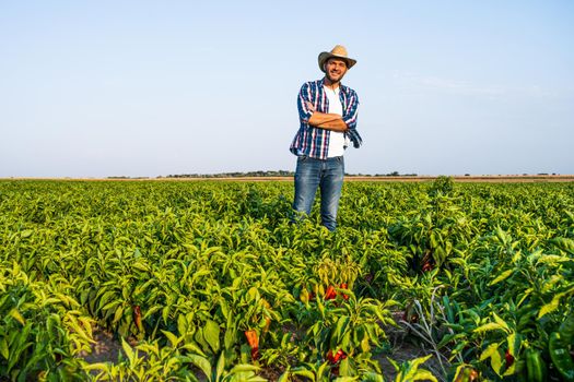 Happy farmer is standing in his pepper plantation.