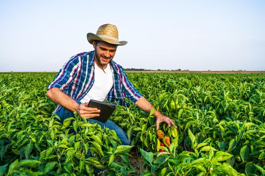 Happy farmer is examining his pepper plantation.