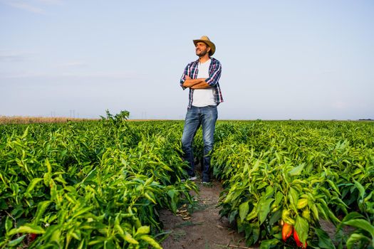 Happy farmer is standing in his pepper plantation.