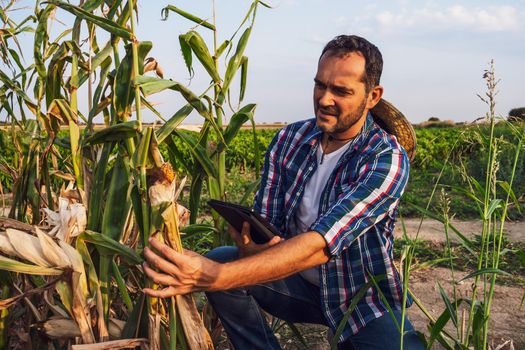 Farmer is looking at his dry corn field and examining crops.