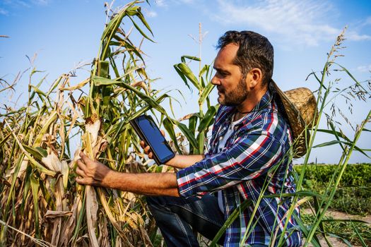 Farmer is looking at his dry corn field and examining crops.