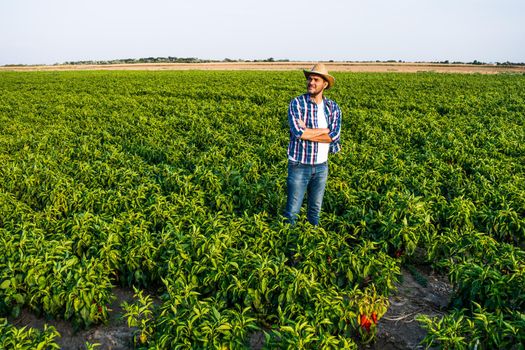 Happy farmer is standing in his pepper plantation.