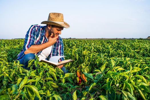 Farmer is examining his pepper plantation. He is worried.