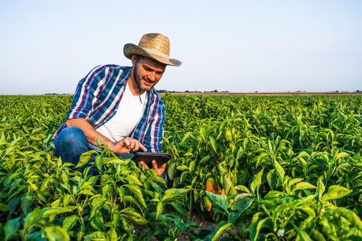 Happy farmer is examining his pepper plantation.