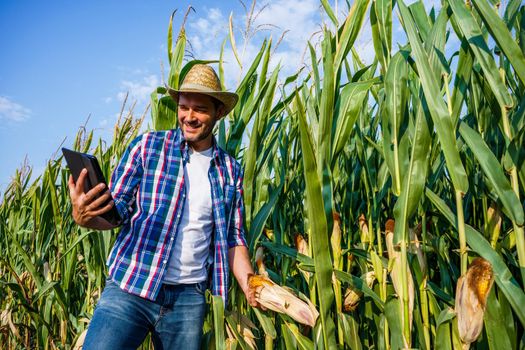 Happy farmer examining his growing corn field.