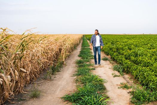 Farmer is walking by his dry corn field and examining crops.