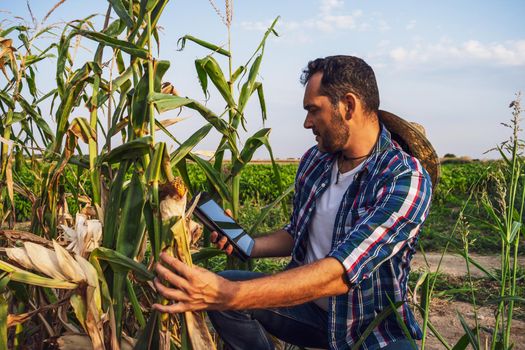 Farmer is looking at his dry corn field and examining crops.