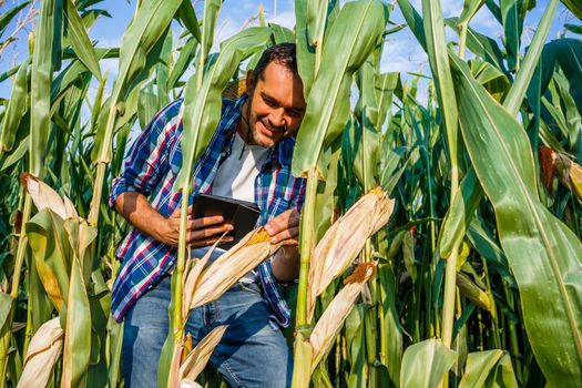 Happy farmer examining his growing corn field.