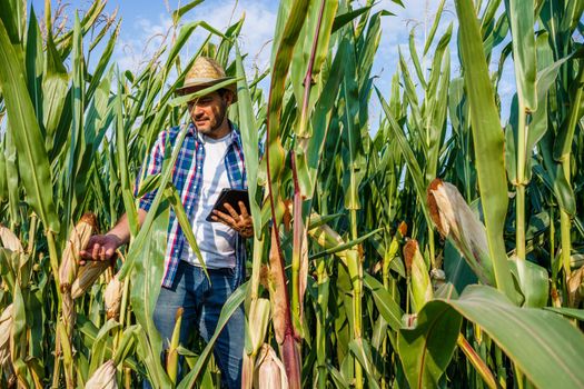 Farmer examining his growing corn field.