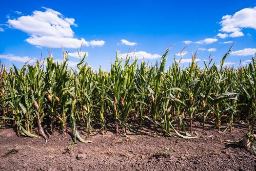 Corn field is damaged and drying because of long drought in summer.