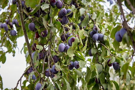 Ripe plums on a fruit tree in an organic garden.Fresh plums fruit on the branch. autumn time. Plum. Ripe garden-stuffs are on the branches of trees. Fruit garden