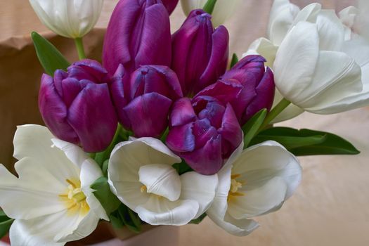 A beautiful bouquet of blooming Tulip flowers of white and purple flowers