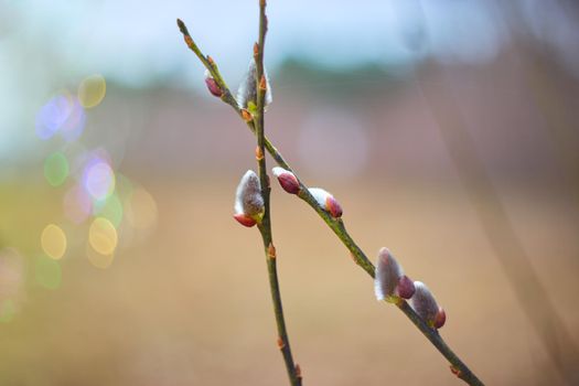 Flowering branch of pussy willow in the spring forest, selective focus, blurred background