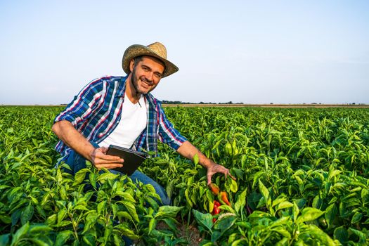 Happy farmer is examining his pepper plantation.