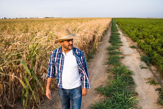 Farmer is walking by his dry corn field and examining crops.