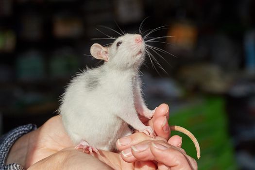 close-up of a gray-white rat in nature in hands, symbol of the year