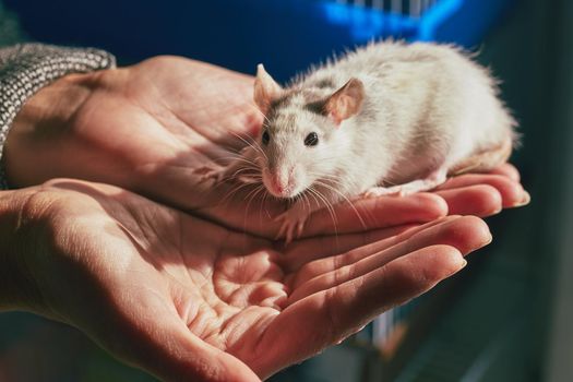 Close-up of a gray-white rat in nature in hands, symbol of the year