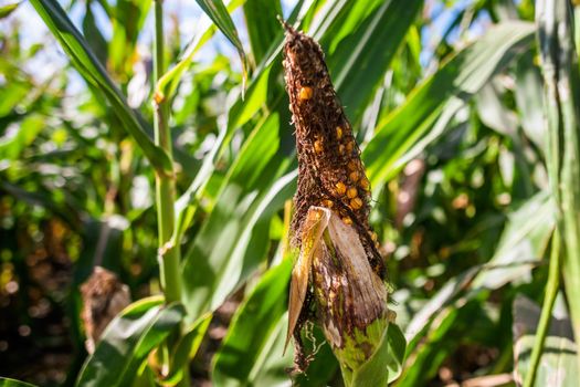 Corn field is damaged and drying because of long drought in summer. Close up of drying corn cob.